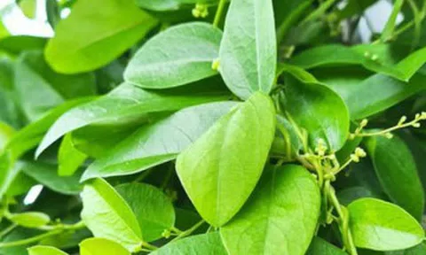 Loại lá trồng làm cảnh, nấu thành món giải nhiệt, mát gan ngày hè