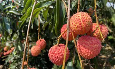 Sản lượng giảm mạnh, vải đầu vụ giá từ 50.000 - 70.000 đồng/kg