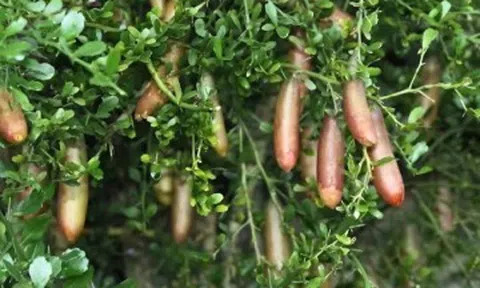 Loại quả có tên độc lạ, xưa không ai biết giờ trở thành đặc sản nổi tiếng đắt đỏ, 2 triệu đồng/kg vẫn có người tìm mua