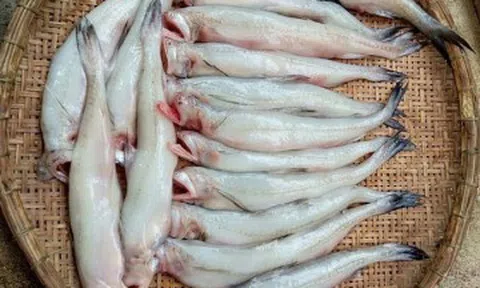 Loại cá trước bán rẻ nay thành đặc sản, người trung niên nên ăn giúp nhuận tràng, ổn định đường huyết