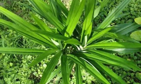 Loại lá dại xưa mọc đầy không ai ngó ngàng, giờ thành đặc sản được chị em tìm mua, giá cao mà vẫn “cháy” hàng