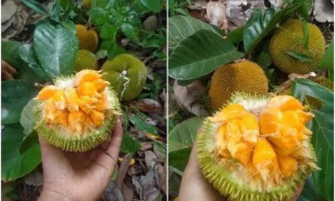 Một loại quả Việt thơm nức mũi, ruột vàng ươm đang vào mùa giá chỉ chục nghìn đồng/kg