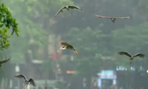 Hà Nội: Vì sao hàng trăm cá thể chim hoang dã bất ngờ xuất hiện ở Hồ Gươm?