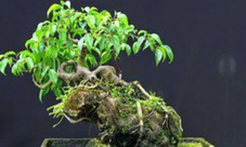 3 cây bonsai "giữ tiền như két sắt": Giá cả phải chăng lại trấn trạch, hút tài cho gia chủ