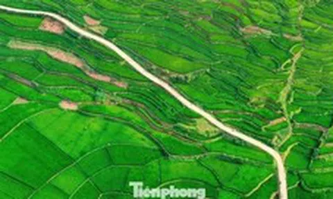 Ruộng bậc thang đẹp tuyệt khi lúa vào thì con gái