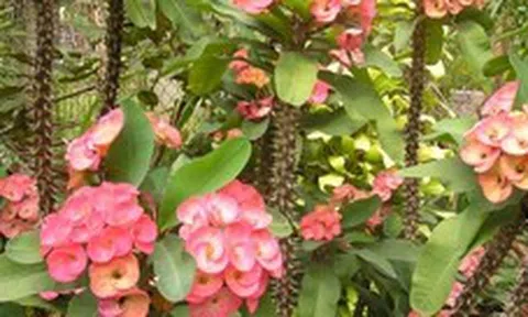 5 cây nhà giàu ít trồng