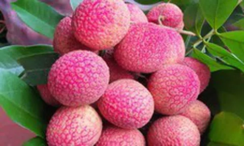 Loại vải to như quả trứng gà, giá 400.000 đồng/kg vẫn không có hàng để ăn tại Thanh Hà