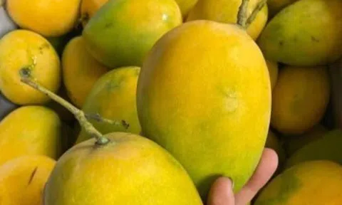Nhiều loại xoài Việt vào mùa, xếp đống bán đầy thị trường giá chỉ hơn chục nghìn đồng/kg