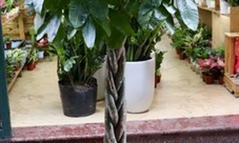 7 lý do nên trồng cây kim ngân trong nhà