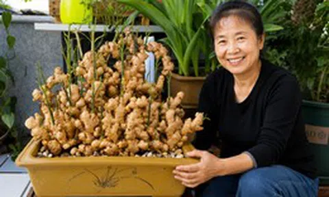Người phụ nữ nghỉ hưu trồng cả “núi gừng” trong thùng phuy cũ: 8 tháng thu gần 8kg, hàng xóm kéo sang học theo vì vừa quá đẹp vừa “có lộc”