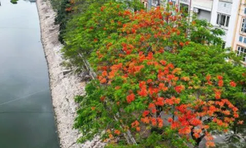 Hà Nội rực rỡ sắc màu phượng vĩ, hoàng yến