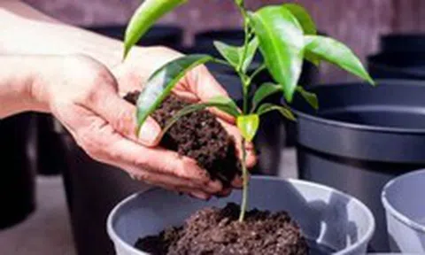 3 lý do nên có một cây chanh trong nhà