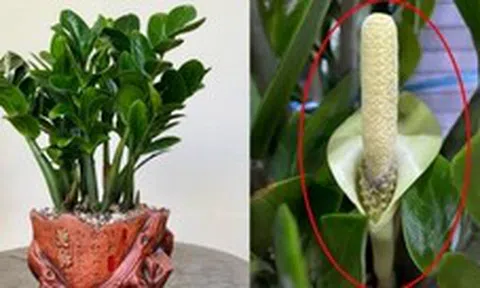 Hiện tượng kim tiền nở hoa