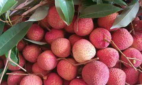 Vải trứng Hưng Yên, mận hậu Sơn La được mang bán trên trời
