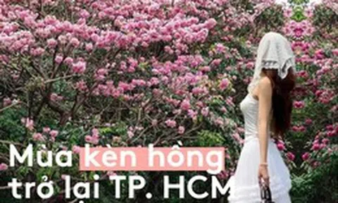 Sống ở TP.HCM hơn 10 năm mới thấy mùa kèn hồng "ngang ngược" thế này, bảo sao ai cũng rần rần xách máy lên phố!
