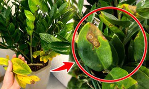 Cây kim tiền từng “nhà nào cũng có” giờ bị nhiều người âm thầm bỏ: 4 nhược điểm khiến ai trồng rồi cũng ngán