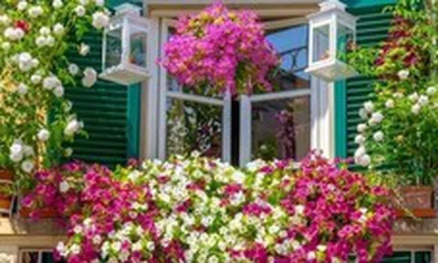 Không phải mê tín, giờ mới biết vì sao nhà giàu trồng 3 loại hoa "phá tài, phá lộc" này