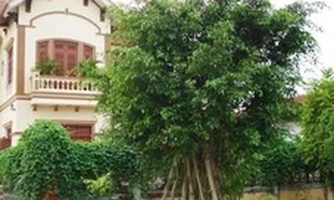 4 loại cây cản tài lộc, không nên trồng trong nhà