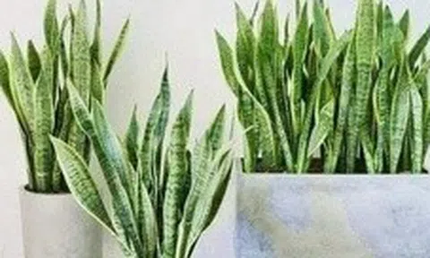 4 lời khuyên dành cho các gia đình đang trồng cây lưỡi hổ