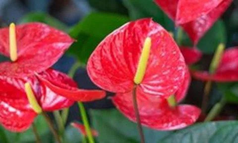 5 lời khuyên dành cho các gia đình đang trồng cây hồng môn
