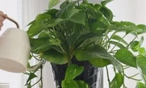 6 lời khuyên dành cho các gia đình đang trồng cây trầu bà