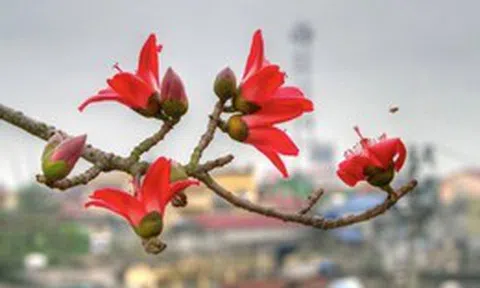 4 cây đẹp mấy cũng KHÔNG trồng trước cửa nhà