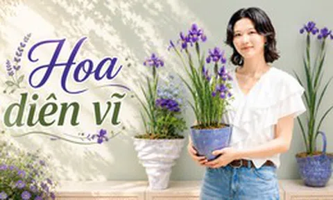 Một phụ nữ biến hoa diên vĩ thành “tác phẩm nghệ thuật”: Nhìn thôi mà ai cũng muốn trồng thử một cây trong nhà