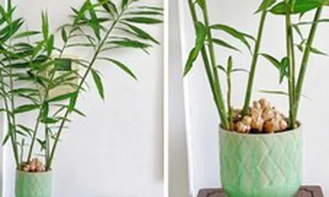 4 lý do vì sao bạn nên trồng cây gừng trong nhà