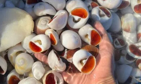 Đặc sản có từ Nam ra Bắc, tên nghe béo ngậy, thịt giòn, bùi như trứng gà