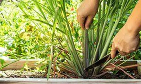 3 loại cây người xưa thường trồng quanh nhà để đuổi muỗi hiệu quả