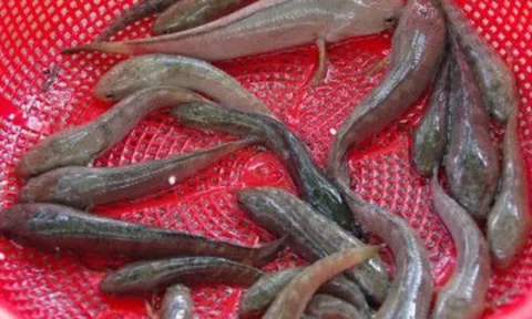 Loại cá chỉ có ở An Giang, xưa không ai biết nay thành đặc sản thơm ngon nổi tiếng, nhiều người săn lùng thưởng thức