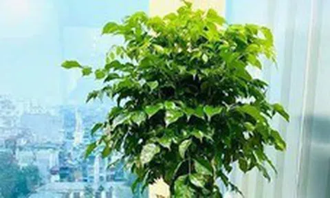 6 loại cây mang lại vận may, nên trồng ở ban công