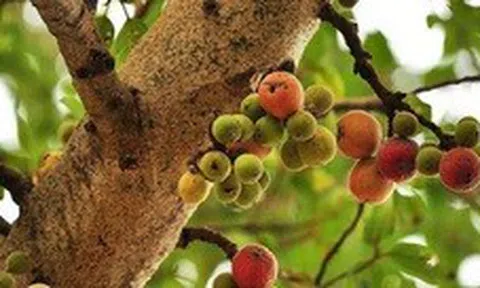 "Cây lành đón lộc": 6 loại cây nên có trong nhà