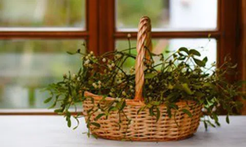 6 loại cây "hút cạn" may mắn, chớ nên đặt trong nhà