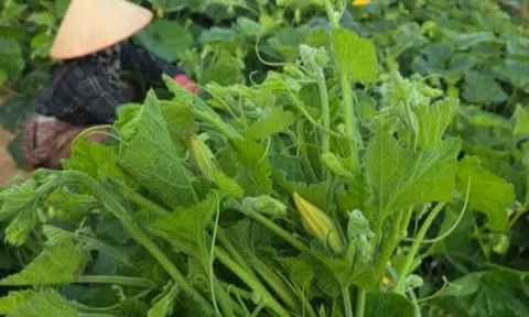 Loại hoa nhiều người hái bỏ lại là "đặc sản" ngày hè, vừa giòn ngọt vừa dễ chế biến thành nhiều món ngon