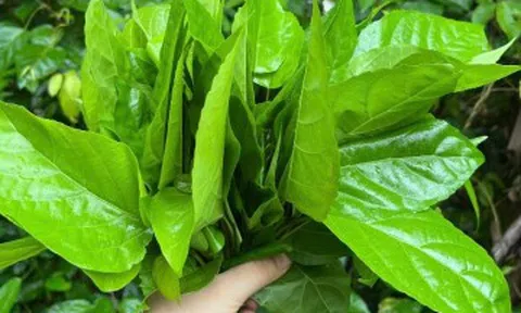Sản vật miền Tây càng hái càng mọc, ăn sống hay chín đều được, khó mang đi xa