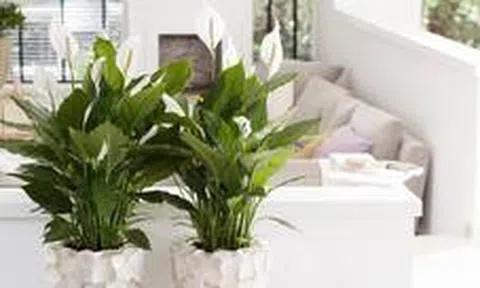 3 loại cây nên có trong nhà: Được ví là "cây hạnh phúc", giúp không gian sống thêm bình yên, gắn kết