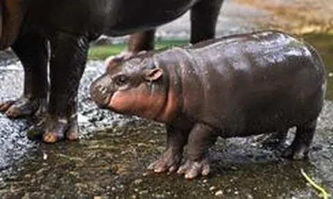 Moo Deng sinh nhật 2 tuổi và tin vui dành cho các du khách sắp đến Thái Lan