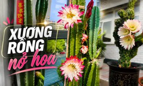 Cây xương rồng được cụ ông 86 tuổi chăm suốt 30 năm bất ngờ nở hoa trước ngày phải chuyển đi, câu chuyện khiến nhiều người xúc động
