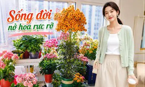 Chỉ mất 1 năm, người phụ nữ trồng cây sống đời thành "cây cổ thụ" cao gần 1 mét, nở hoa kín tán: Bí quyết hóa ra lại rất đơn giản
