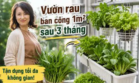 Chỉ với ban công 1m², người phụ nữ tạo nên vườn rau xanh mướt sau 3 tháng: Bí quyết tận dụng không gian khiến nhiều người muốn làm theo