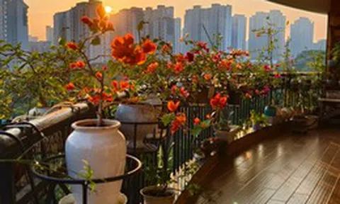 Người đàn ông khoe ban công hoa giấy đẹp "nghẹt thở", dân mạng chỉ để lại một bình luận: "Ước gì được làm hàng xóm!"