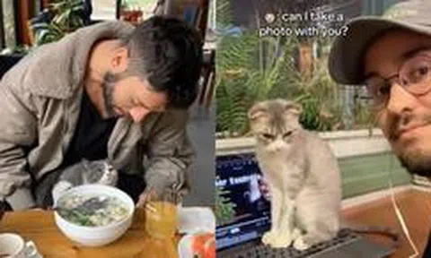Mèo ở quán xá Việt Nam thành 'đại sứ du lịch' thu hút khách Tây