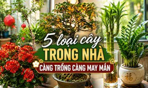 Vì sao người xưa luôn khuyên trồng 5 loại cây này trong nhà? Câu trả lời không chỉ nằm ở phong thủy