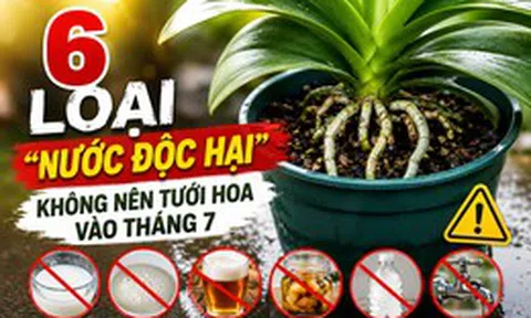 6 loại "nước độc hại" không nên dùng để tưới cây vào tháng 7: Sai một lần, cả chậu cây cũng có thể héo rũ