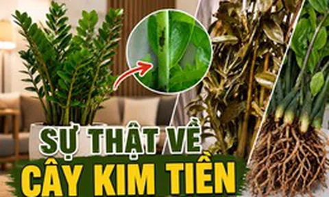 Cây kim tiền được nhiều gia đình yêu thích vì đẹp và mang ý nghĩa tài lộc, nhưng có 5 sự thật khiến không ít người mua về rồi mới hối hận