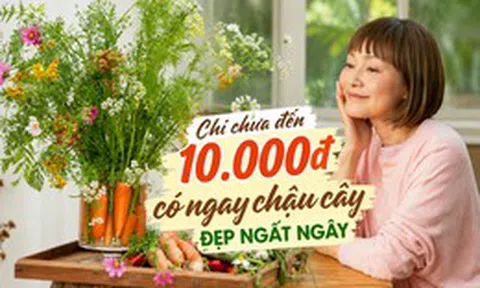 Chi chưa đến 10.000 đồng, người phụ nữ tạo được chậu cây khiến cư dân mạng đồng loạt hỏi cách làm