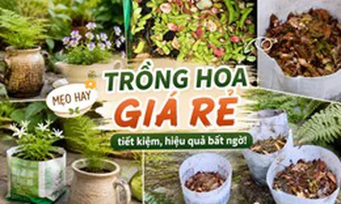 Tôi học được 4 mẹo trồng hoa "0 đồng" từ cư dân mạng: Không cần mua nhiều vẫn có ban công xanh mướt, hoa nở rực rỡ