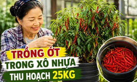 Chỉ với những chiếc xô nhựa, bà cụ thu hoạch gần 25kg ớt: Cư dân mạng trầm trồ "Đúng là cao thủ làm vườn"