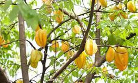 4 lý do vì sao nên trồng một cây khế trong sân nhà